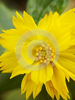 A brautiful yellow flower