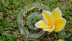 Brautiful yellow white flower on green grass