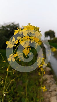 A brautifull macro pic of mustard yellow plant.