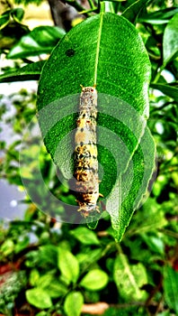 Brauty in nature & leaf caterpillar