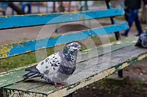 Interested city pigeon on an old wooden bench.