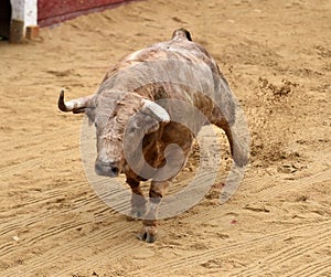 Brave bull in the bullring with big horns