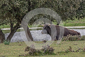 brave bull in nature, livestock