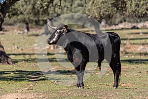 The brave bull of race posing in the field, eral and utrero photo