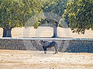 Brave bulls on the pasture in Spain at summertime