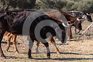 The brave bulls of race running in the field, eral and utrero photo