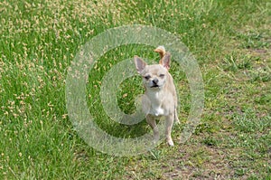 Brave Chihuahua guarding its fatherland