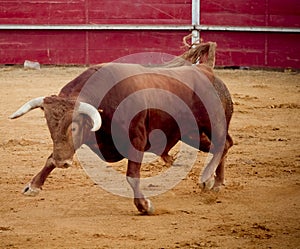 Brave and dangerous brown bull in the bullring