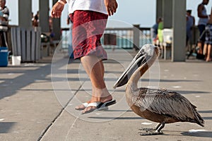 Brave Florida Pelican