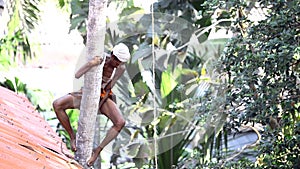 Brave guy climbs down clasping palm tree trunk like monkey