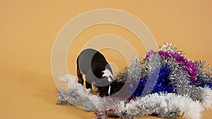 Brave little bull terrier puppy sniffs New Year's tinsel with curiosity. Miniature pedigreed pet having fun on a yellow