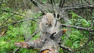A brave little Chipmunk sits on a tree branch and takes a treat - a seed from the hands of a Park visitor. Wildlife. Communication