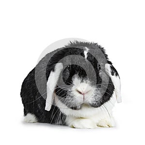 Brave male black with white lop ear rabbit. Isolated on white background.