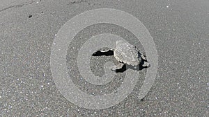 Brave newborn baby sea turtle rear view crawling to sea against all odds with courage