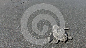 Brave newborn baby sea turtle side view crawling to sea against all odds with courage