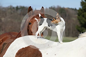 Brave Parson Russell terrier standing on horse back