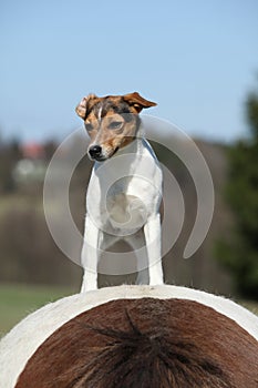 Brave Parson Russell terrier standing on horse back