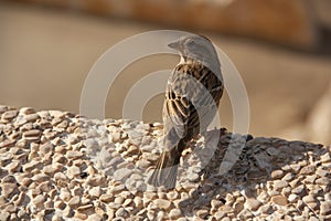 A brave sparrow was shot close up