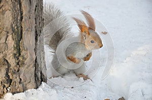 Brave squirrel