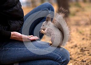 Brave squirrel is eatting nuts on human knees in urban park in autumn. Selective focus.