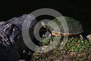 Brave Turtle Next To A Large Alligator