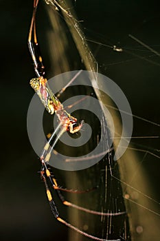 Brave View of The Spider (Nephila Clavata) on Spiderweb