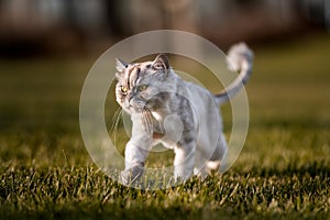 Brave and wild groomed persian chinchilla cat with green eyes walking outside on the grass on sunset or sunrise.