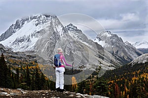 Brave woman hiker with backpack and hiking poles on the cliff looking at snow covered mountains and valley with yellow larch trees