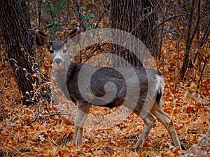 A Brave Mule Deer in a Winter Forest