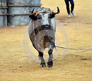 A bravery bull with big horns on  the spanish bullring