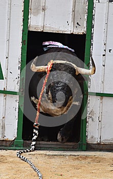 A bravery bull with big horns on  the spanish bullring