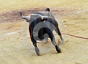 A bravery bull with big horns on  the spanish bullring