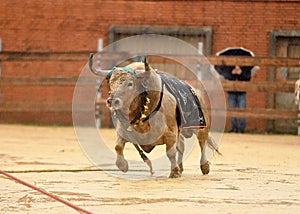 A bravery bull with big horns on  the spanish bullring