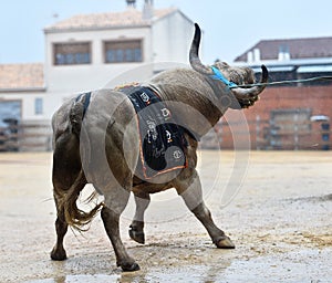 A bravery bull with big horns on  the spanish bullring