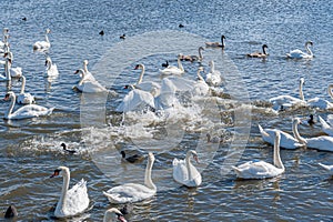 A brawl and chase among swans. A huge flock of mute swans gather on lake.