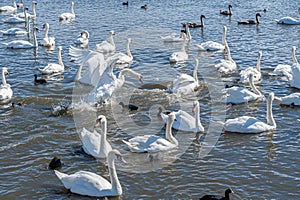 A brawl and chase among swans. A huge flock of mute swans gather on lake. photo