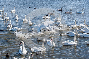 A brawl and chase among swans. A huge flock of mute swans gather on lake. photo