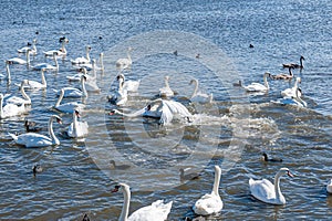 A brawl and chase among swans. A huge flock of mute swans gather on lake. photo