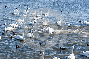 A brawl and chase among swans. A huge flock of mute swans gather on lake. photo