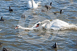 A brawl and chase among swans. A huge flock of mute swans gather on lake. photo