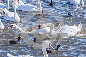 A brawl and chase among swans. A huge flock of mute swans gather on lake. photo