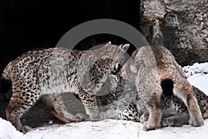 Brawling lynx-like group sex