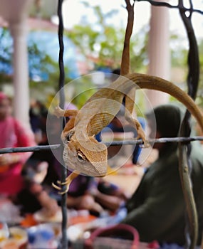 Brawn izards emerge from the forest to the edge of the fence