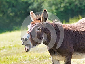 Braying Donkey Backlit by the Sun