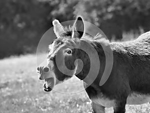 Braying Donkey Backlit by the Sun in Monochrome