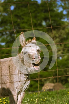 A braying donkey in a pasture.