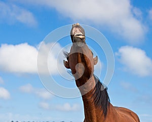 Braying horse against a blue sky