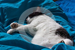 Brazen cat sleeps on bed in turquoise sheets. Black and white cat. Cat`s life. Cat lives in the house.