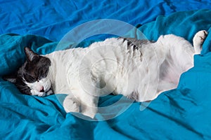 Brazen cat sleeps on bed in turquoise sheets. Black and white happy cat. Cat`s life. Cat lives in the house.