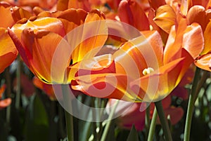 Brazen Color ala Tulips